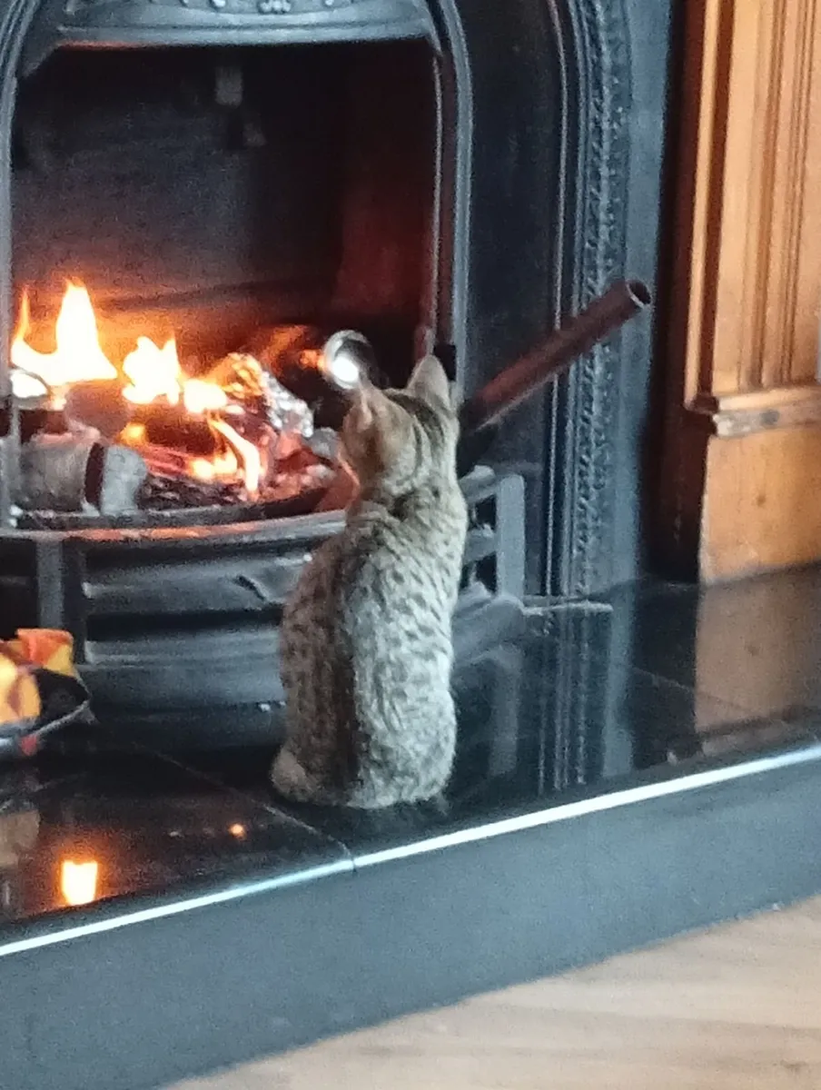 Two Cats - Image 1