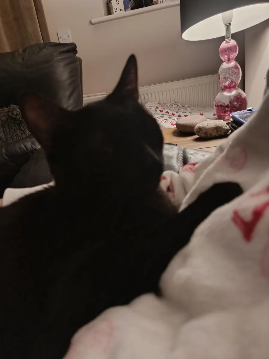 Two Cats - Image 4