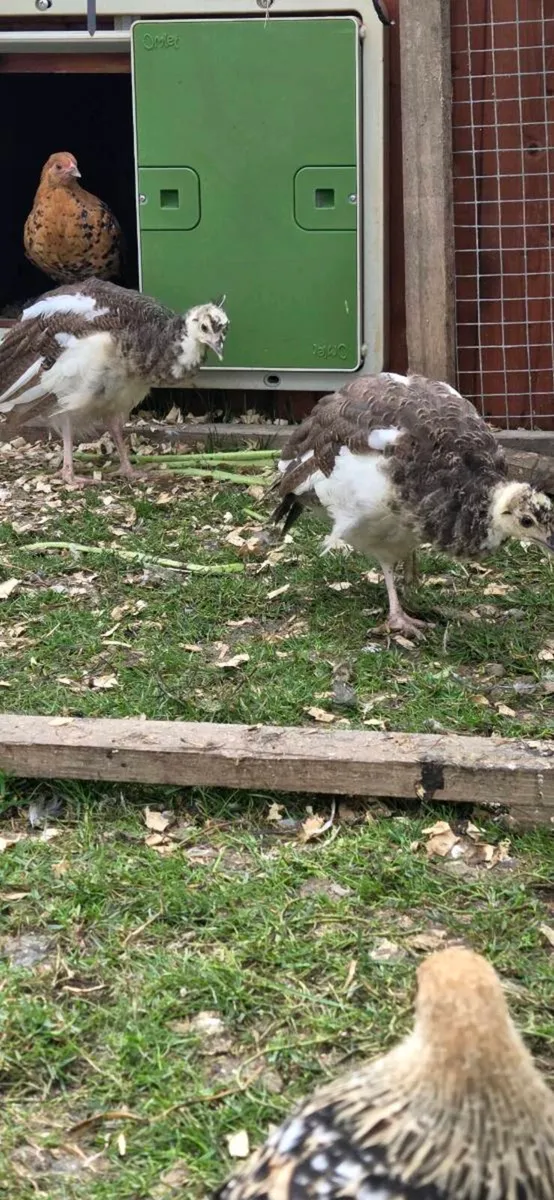 Pied peachicks - Image 1