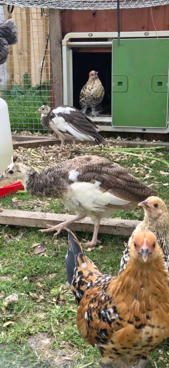 Pied peachicks - Image 2