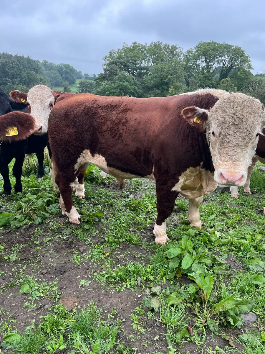 Pedigree Hereford bulls
