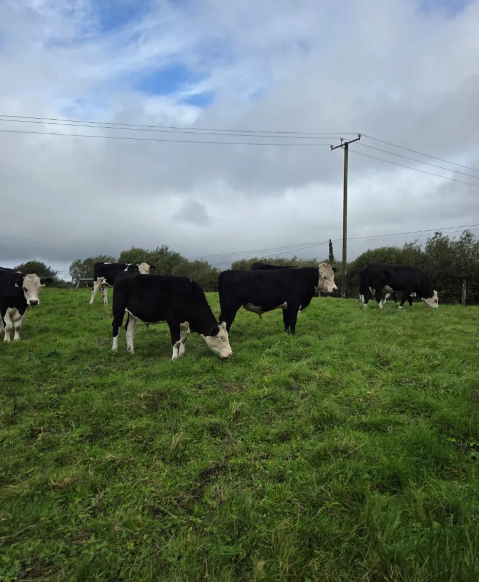 8 top quality Hereford bullocks - Image 3