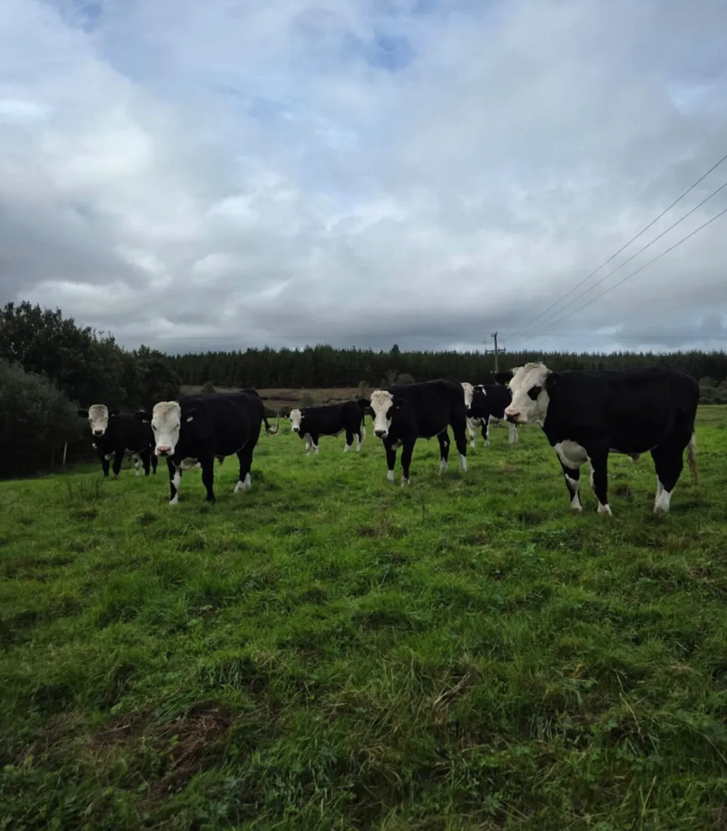 8 top quality Hereford bullocks - Image 1
