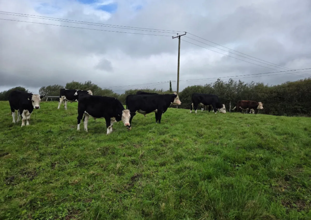 8 top quality Hereford bullocks - Image 2