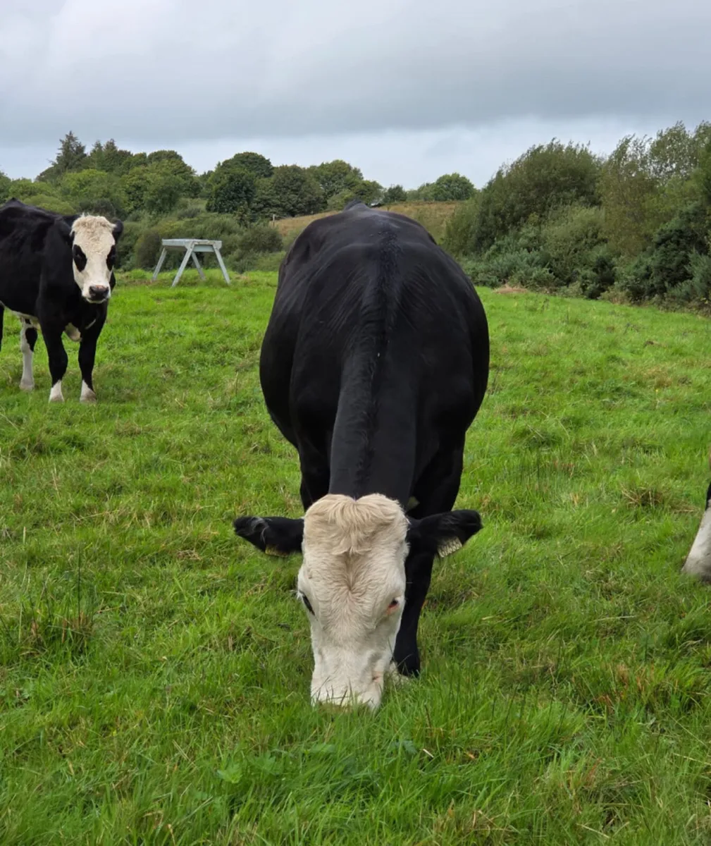 8 top quality Hereford bullocks - Image 4