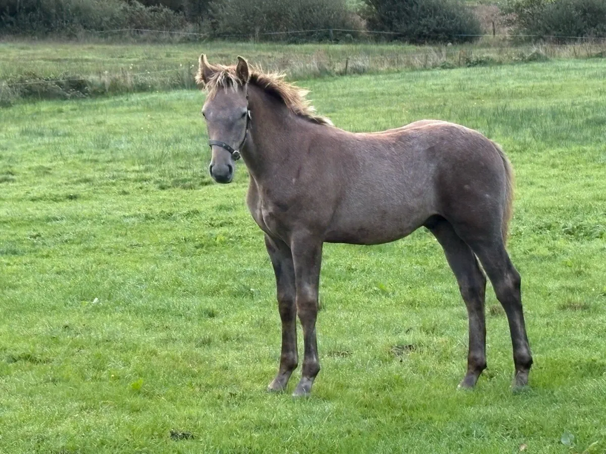 Colt foal - Image 2