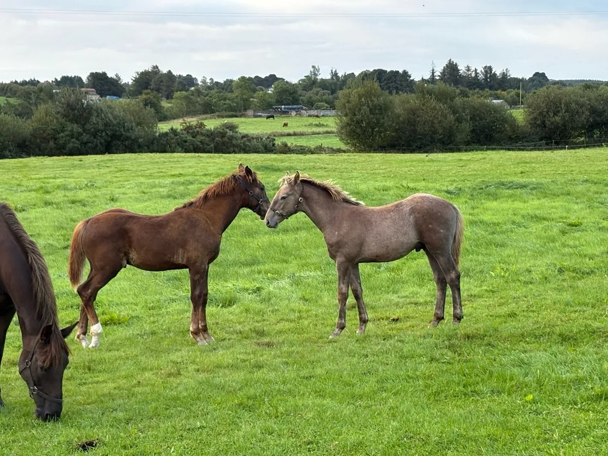 Colt foal - Image 3
