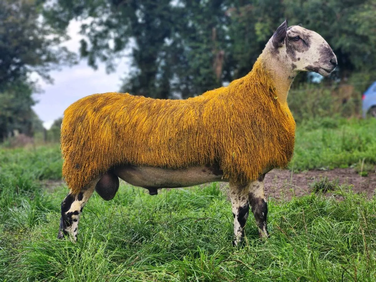 Bluefaced leicester ram lambs for Ballinrobe 12th - Image 2