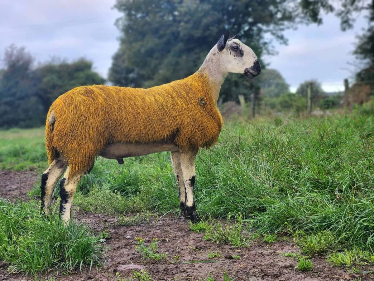 Bluefaced leicester ram lambs for Ballinrobe 12th - Image 3