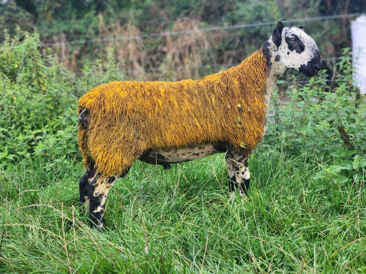 Bluefaced leicester ram lambs for Ballinrobe 12th - Image 4