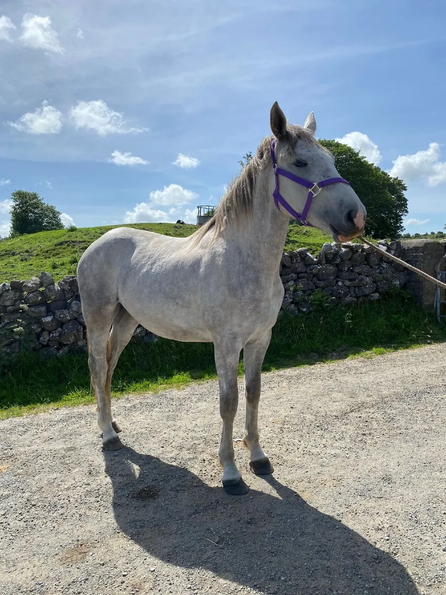 Beautiful grey Irish Draught filly 2 years old - Image 4