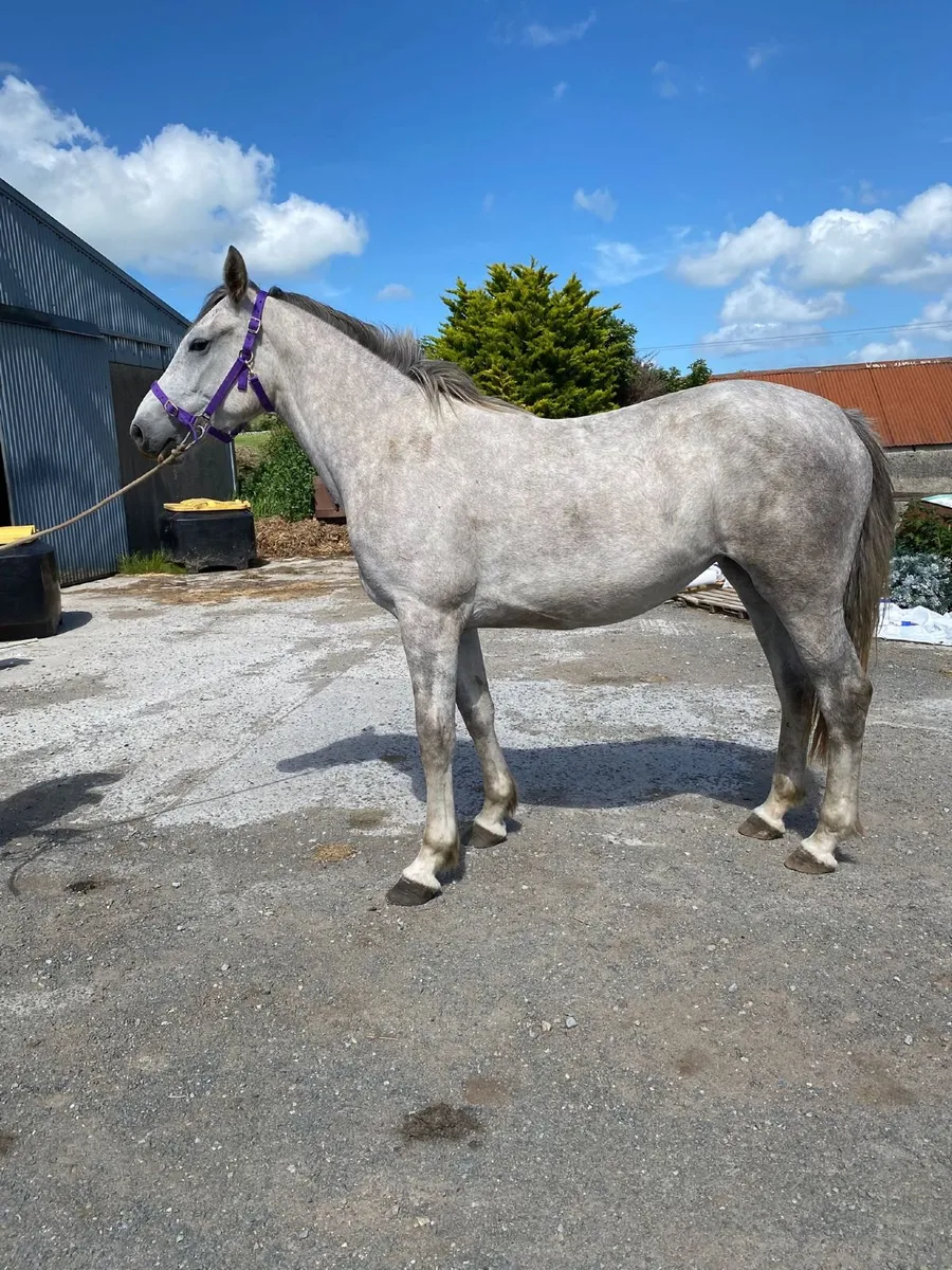 Beautiful grey Irish Draught filly 2 years old - Image 1