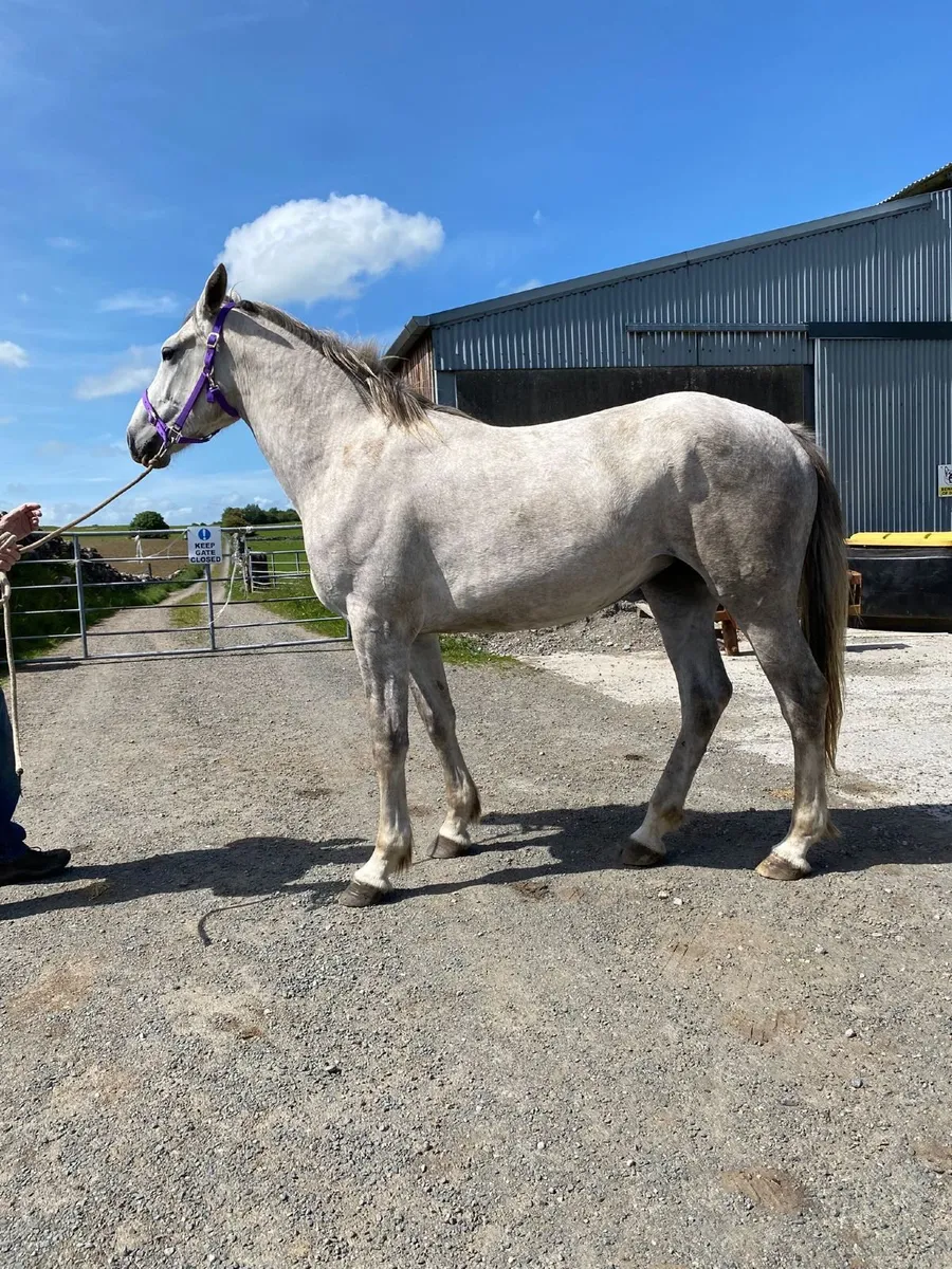 Beautiful grey Irish Draught filly 2 years old - Image 2