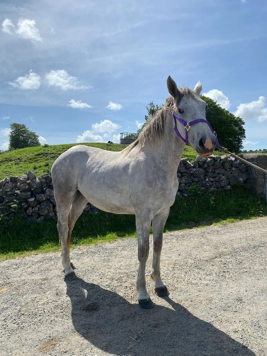Beautiful grey Irish Draught filly 2 years old - Image 3