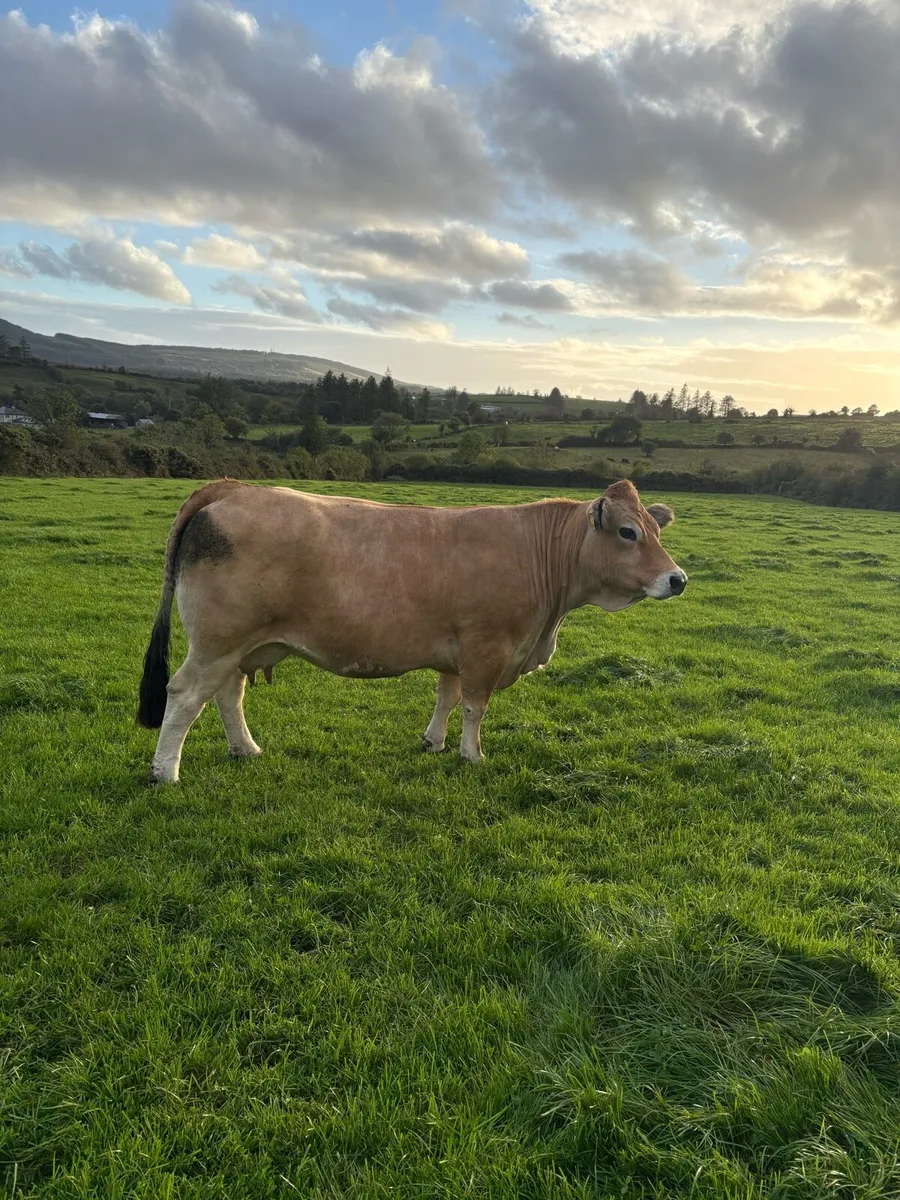PBR 5 Star cow and calf pair - Image 3
