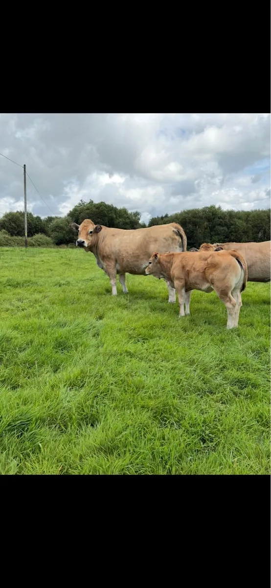 PBR 5 Star cow and calf pair - Image 4