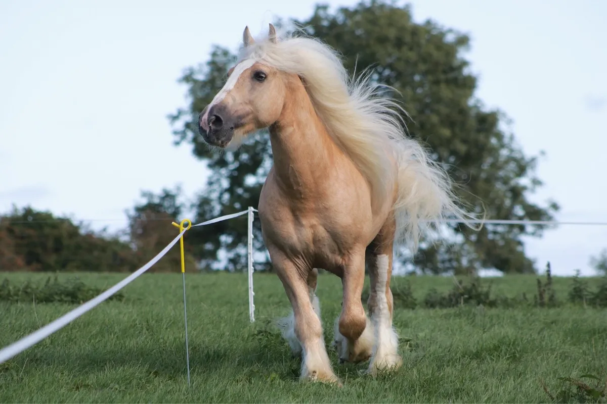 Stallion - Image 3