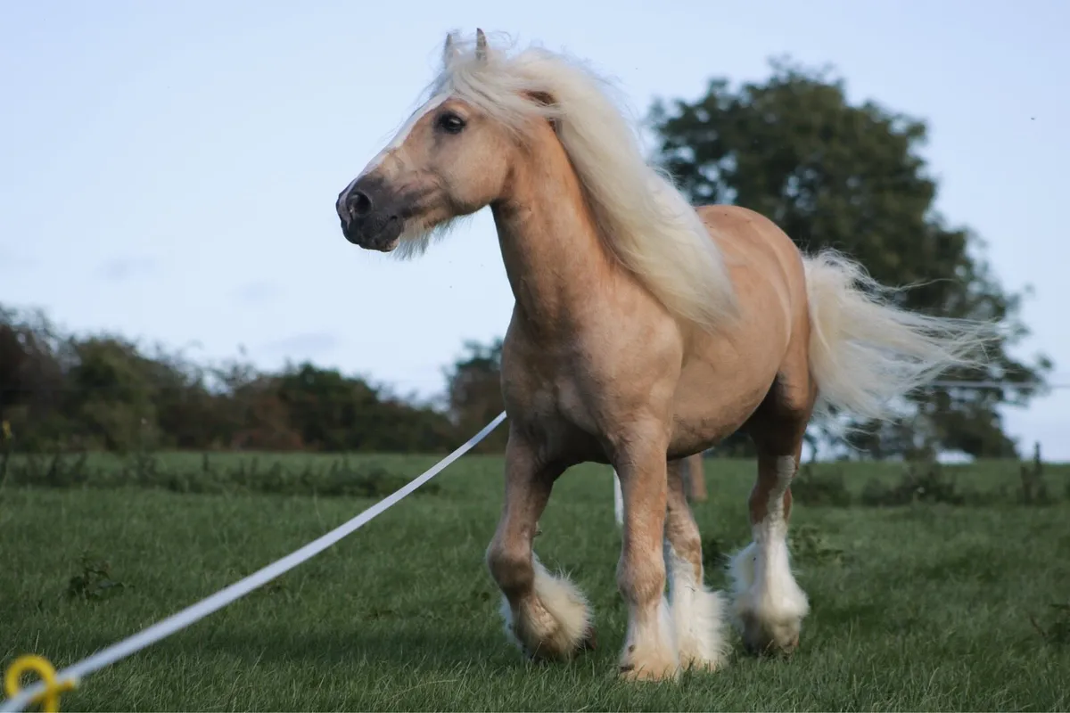 Stallion - Image 4