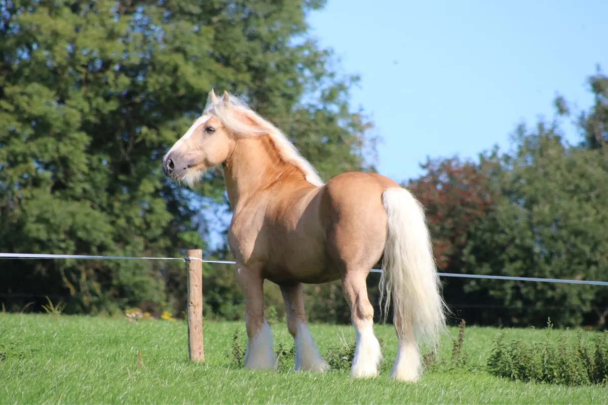 Stallion - Image 1