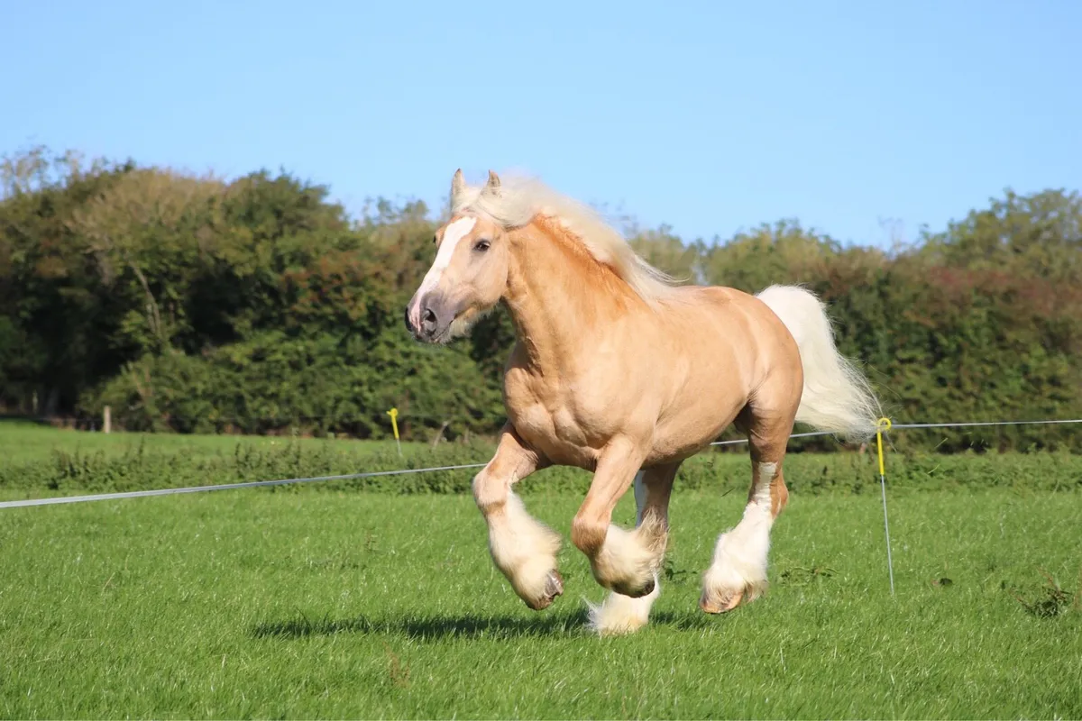 Stallion - Image 2