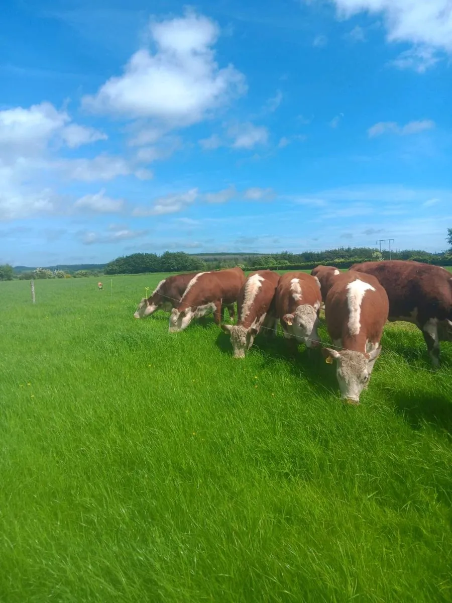 Hereford heifers - Image 1