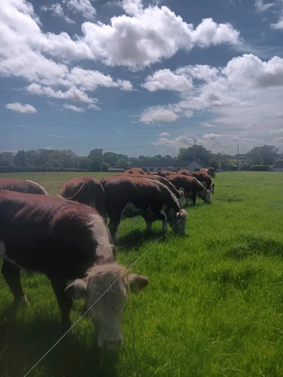 Hereford heifers - Image 2