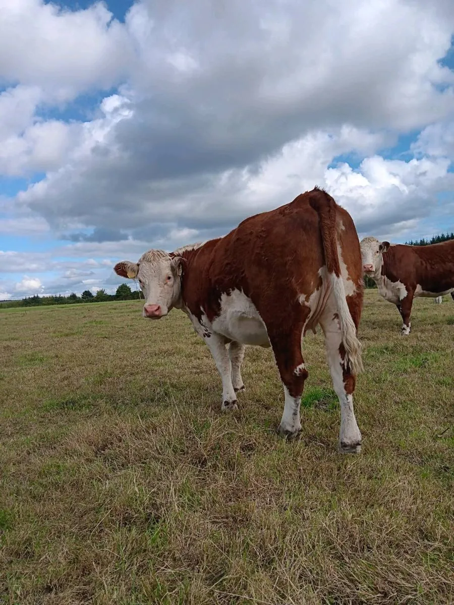 Hereford heifers - Image 3