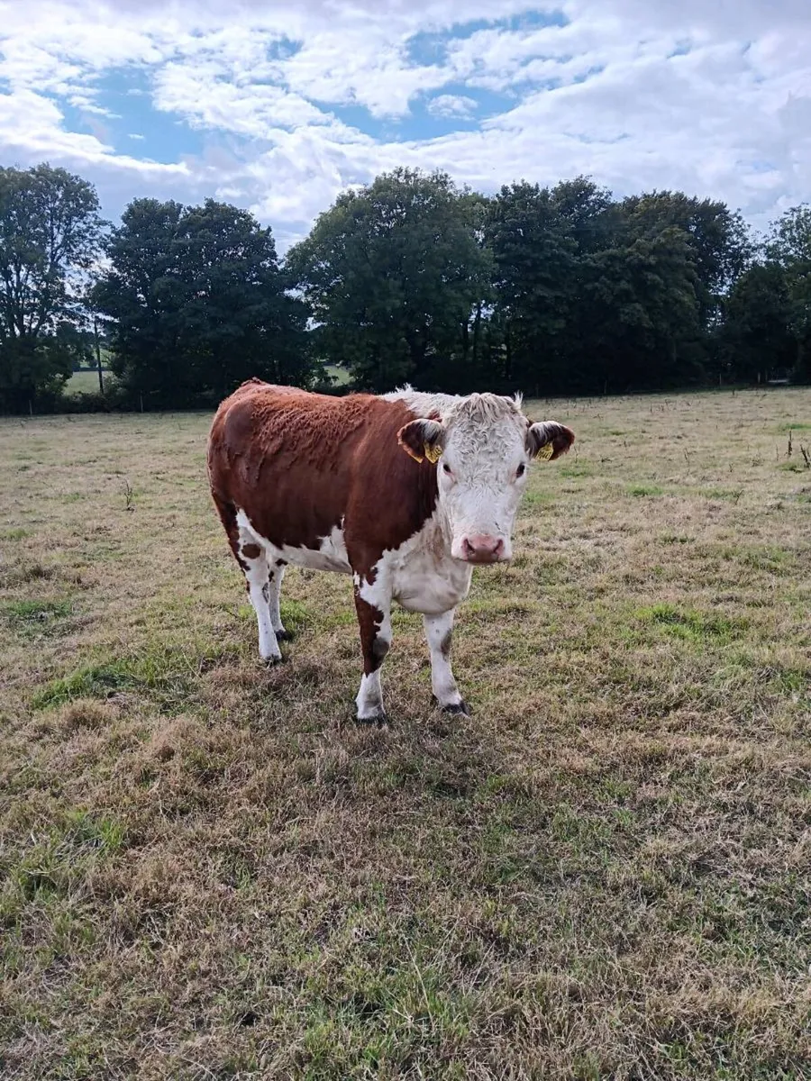 Hereford heifers - Image 4