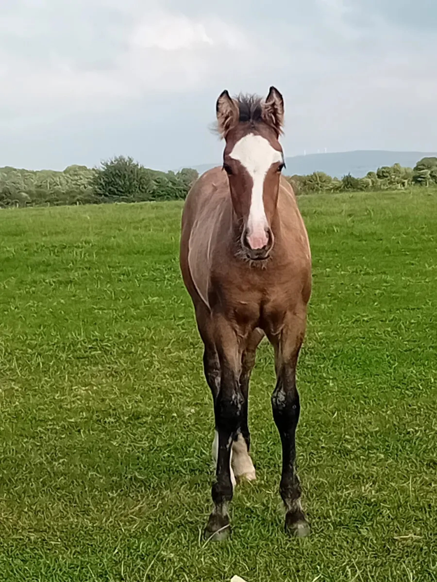 Filly foal - Image 2