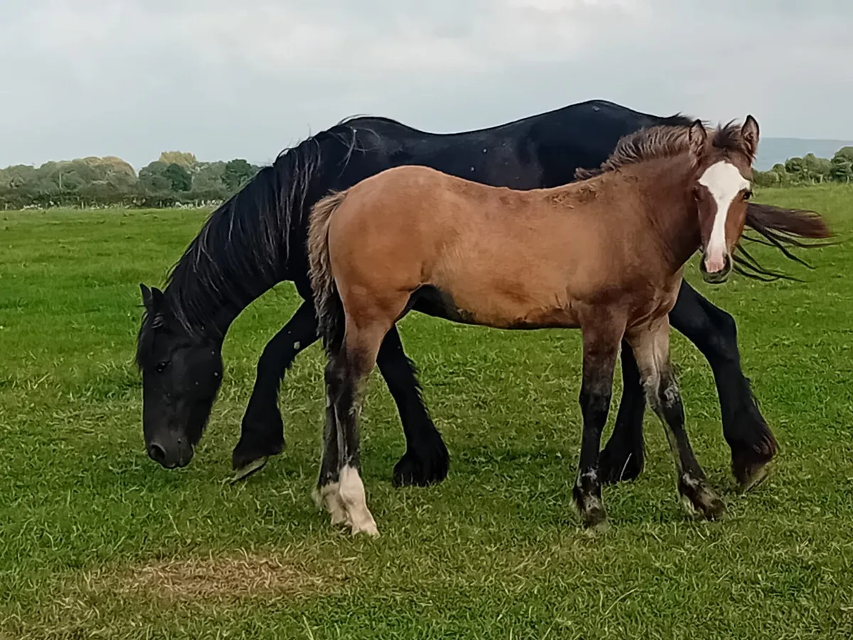 Filly foal - Image 1