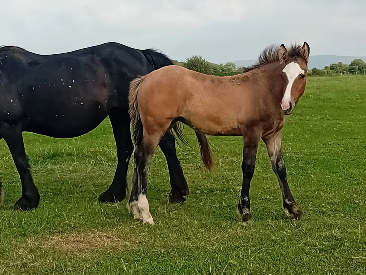 Filly foal - Image 3