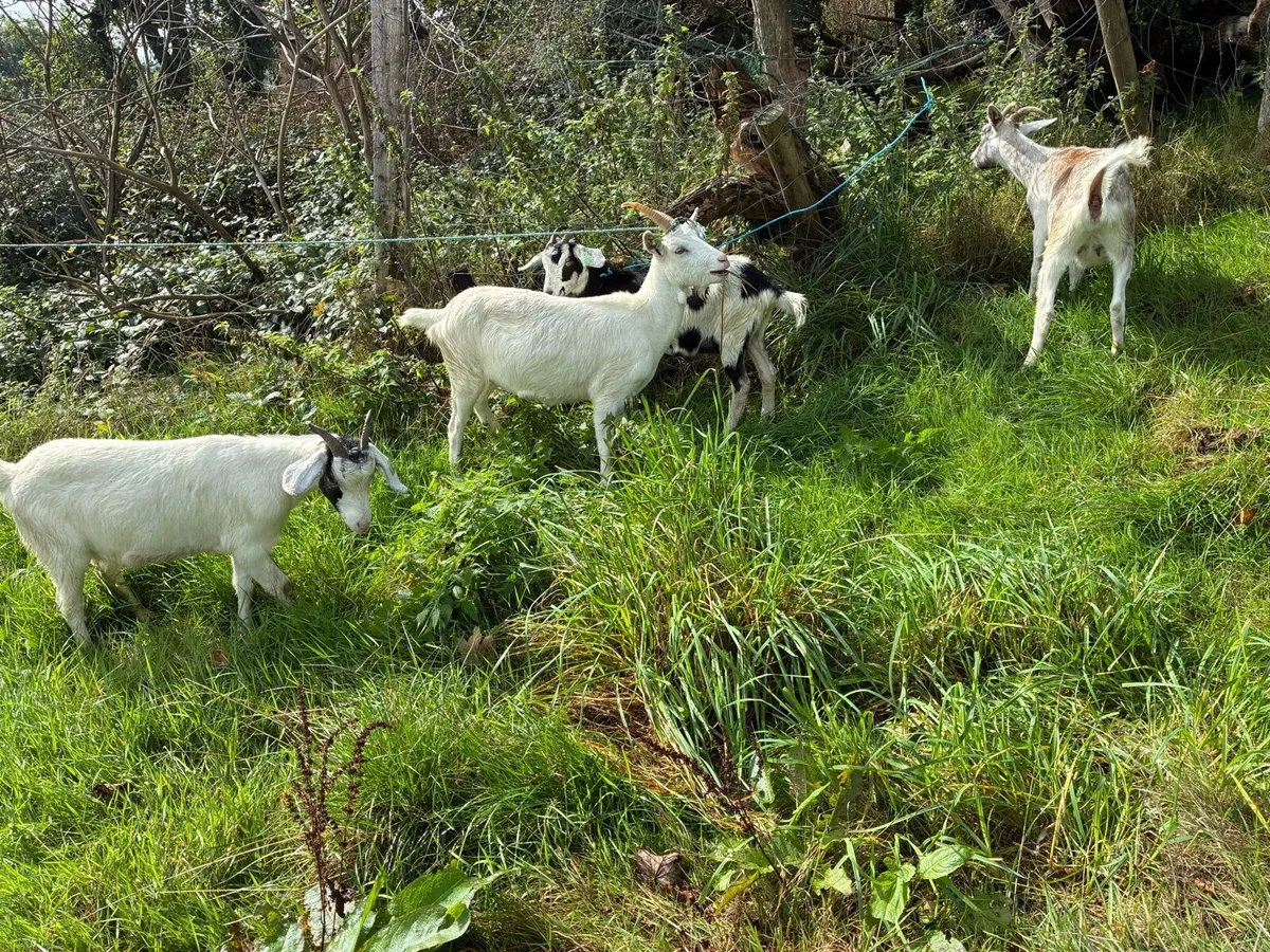 Young female goats - Image 1