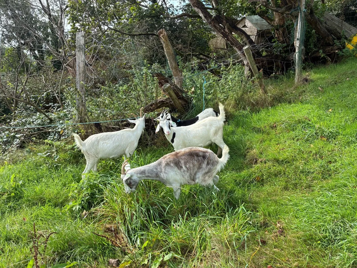 Young female goats - Image 2