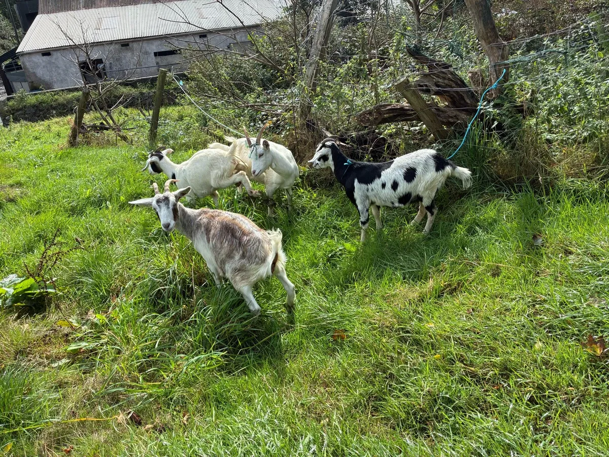 Young female goats - Image 3