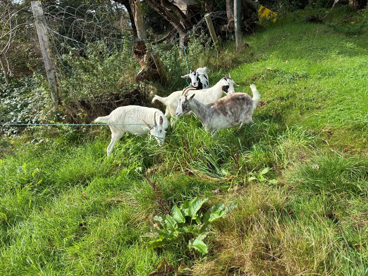 Young female goats - Image 4