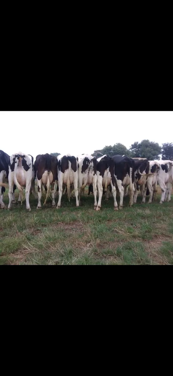 Calved heifers - Image 1