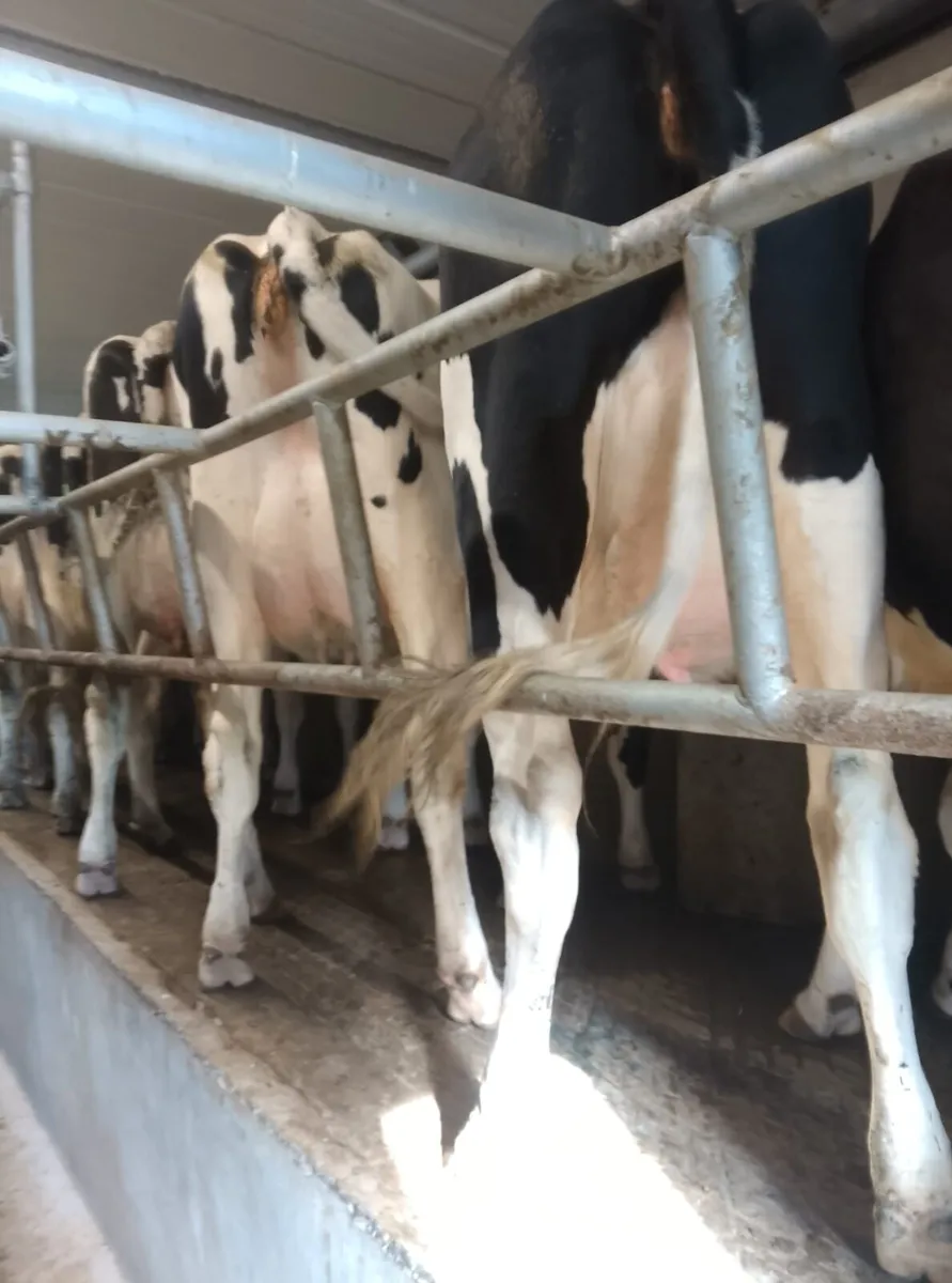 Calved heifers - Image 2