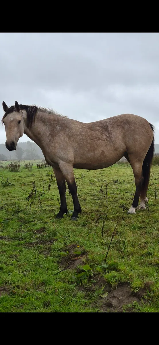 Connemara Dun Filly - Image 3
