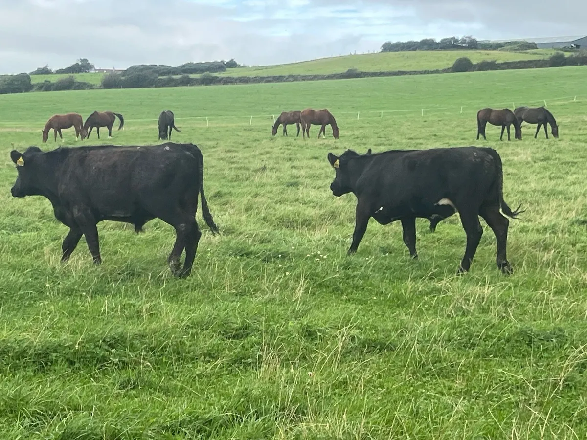 20 ANGUS AND FRESIAN BULLOCKS - Image 3