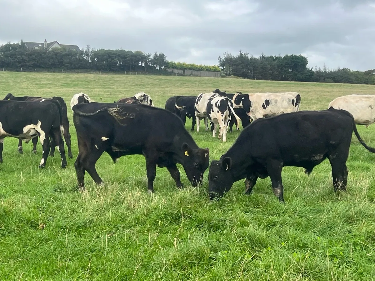 20 ANGUS AND FRESIAN BULLOCKS - Image 4