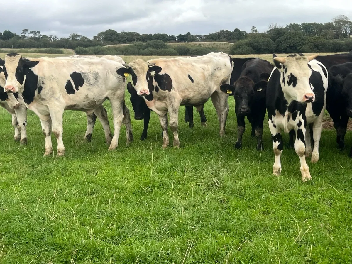 20 ANGUS AND FRESIAN BULLOCKS - Image 2