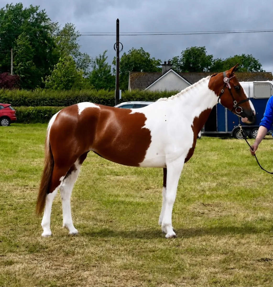 Stunning coloured mare - Image 1