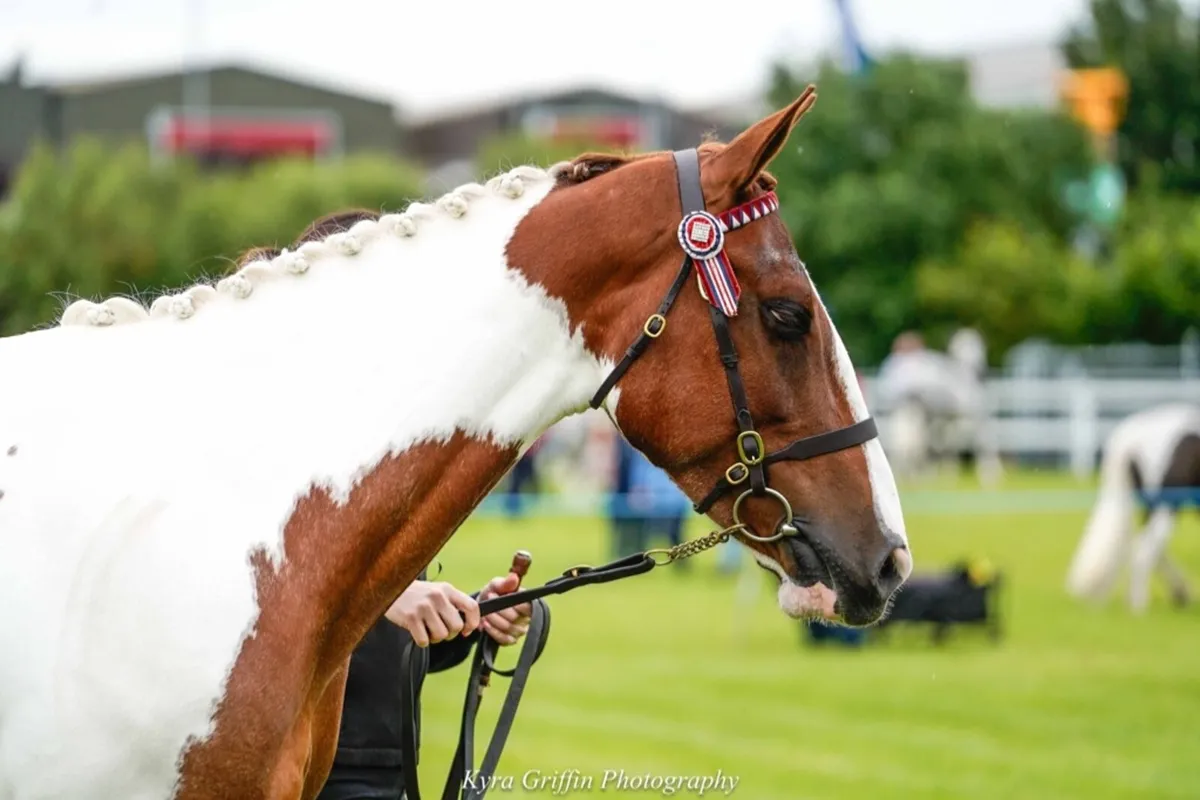 Stunning coloured mare - Image 3
