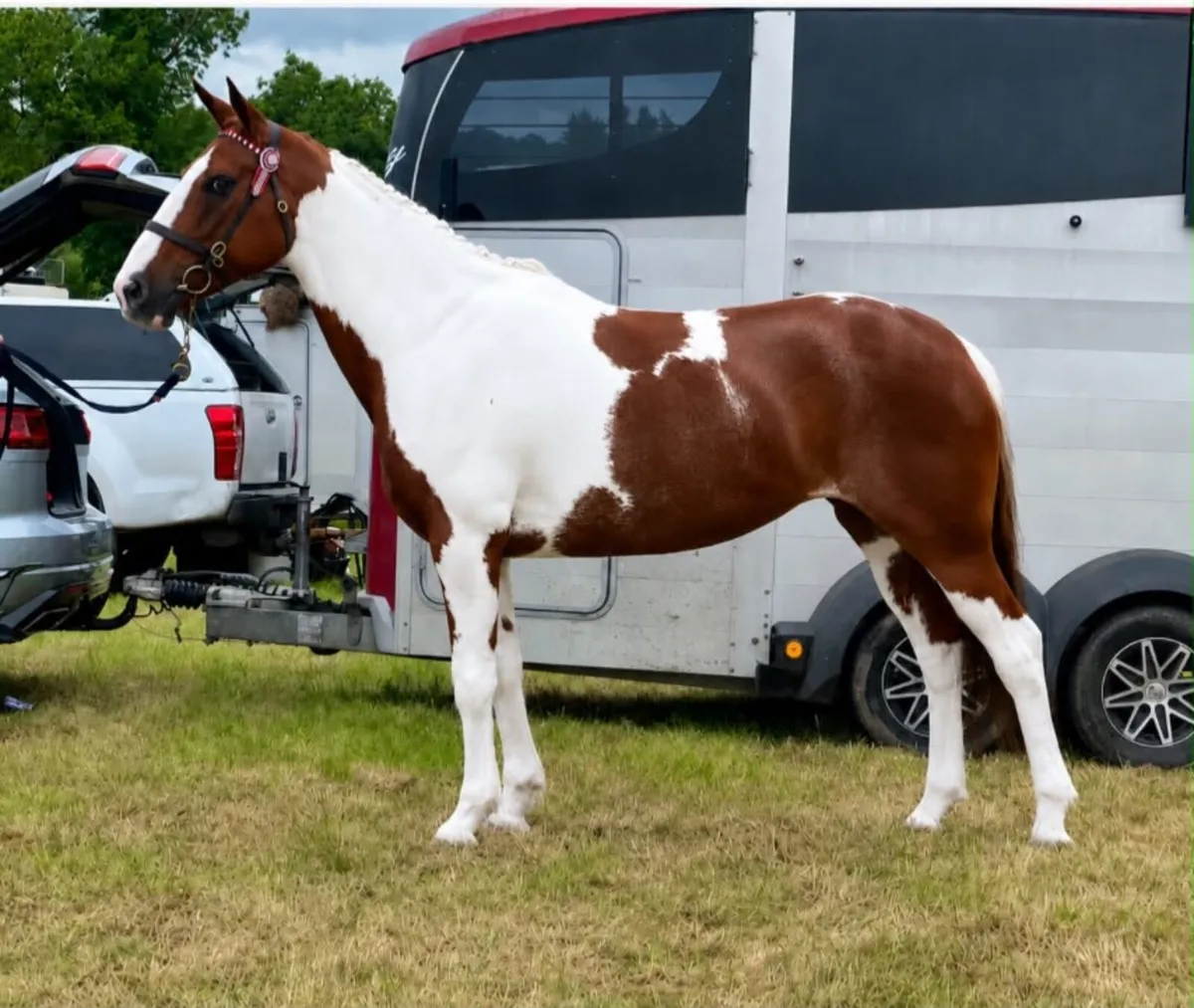 Stunning coloured mare - Image 4