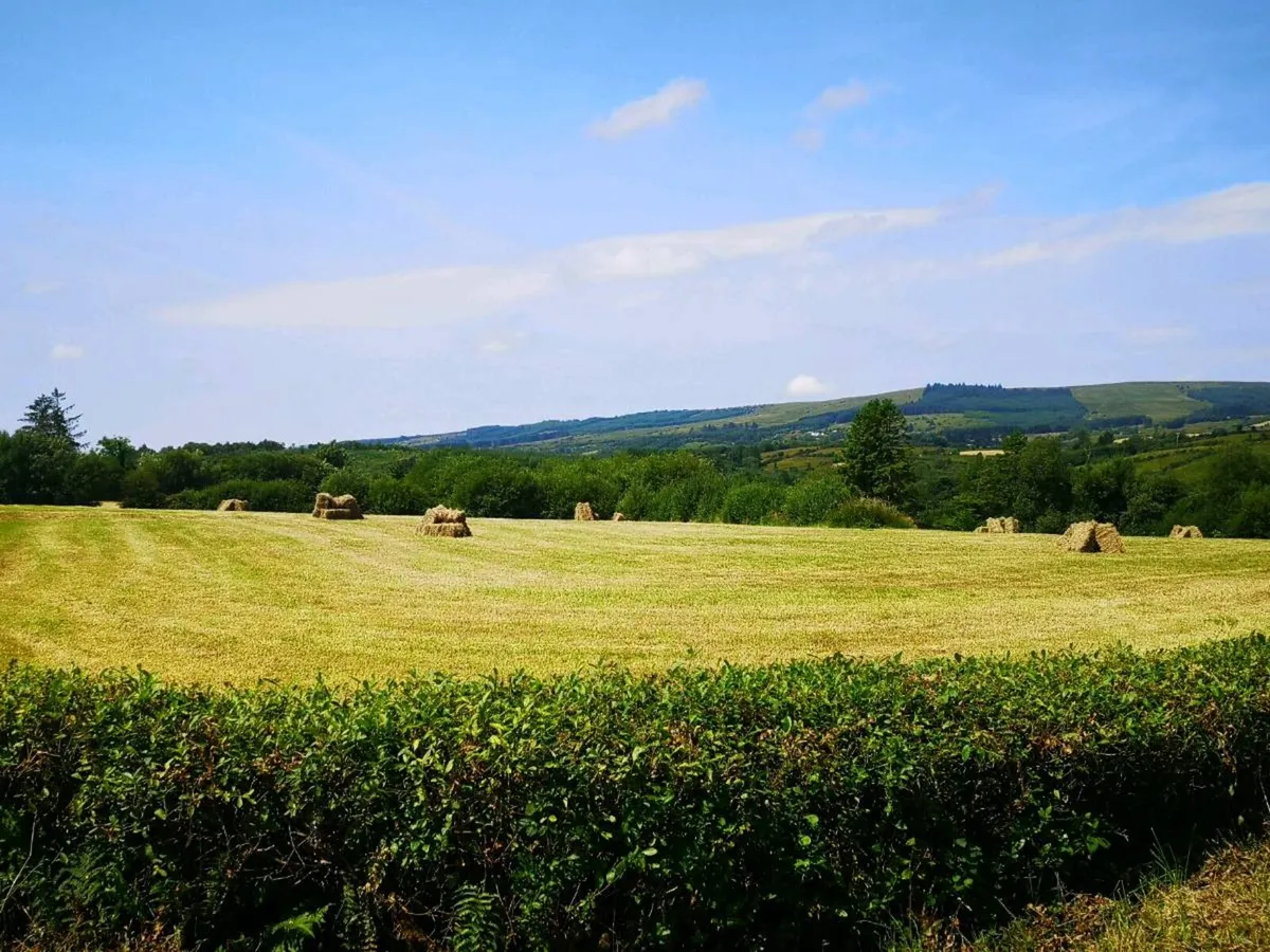 Small square bales of hay - Image 3