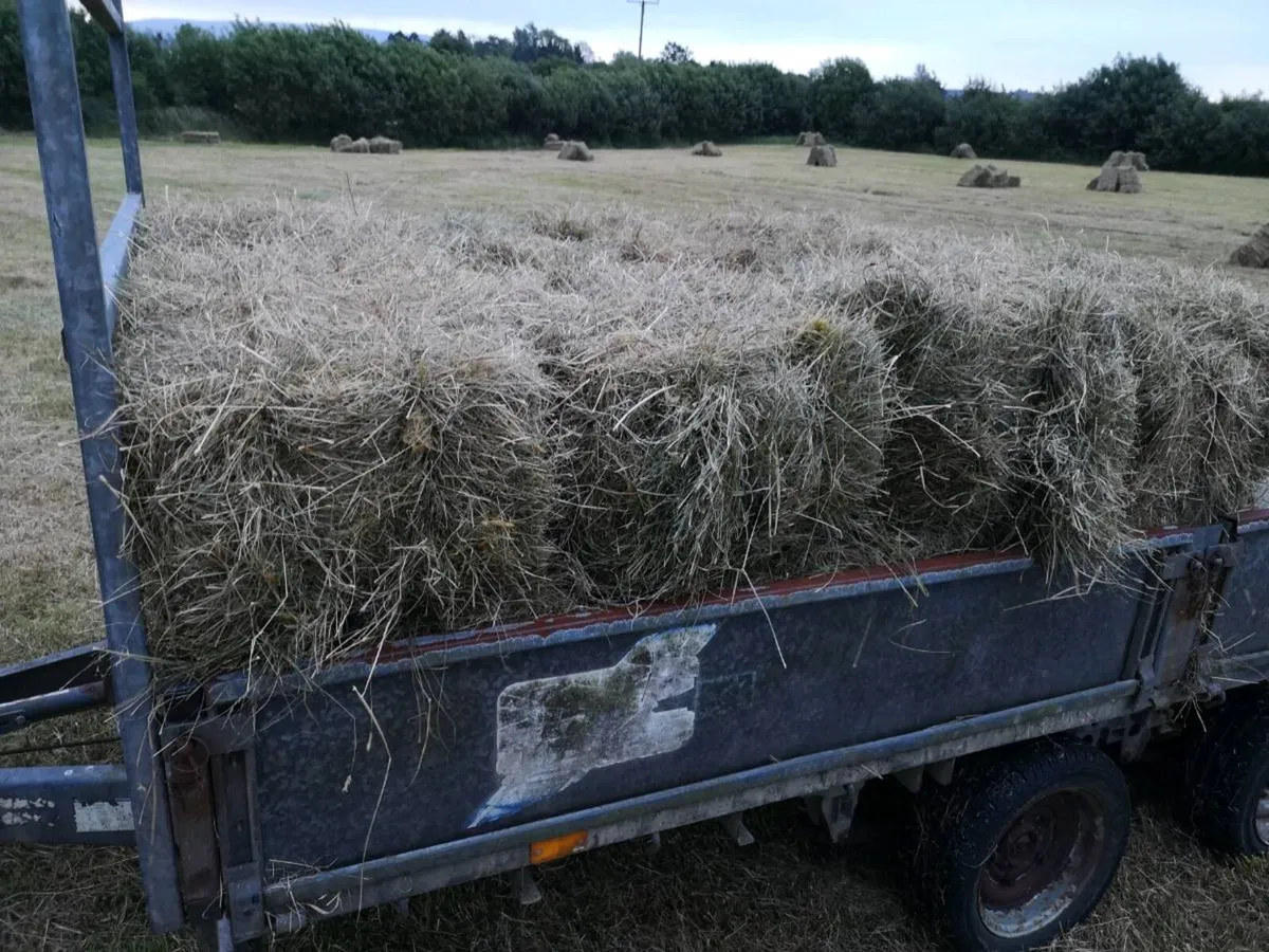 Small square bales of hay - Image 2