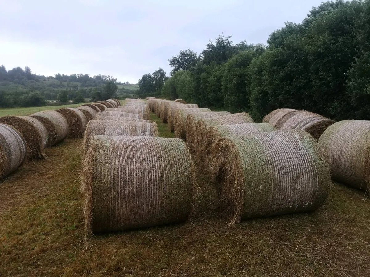 Small square bales of hay - Image 4