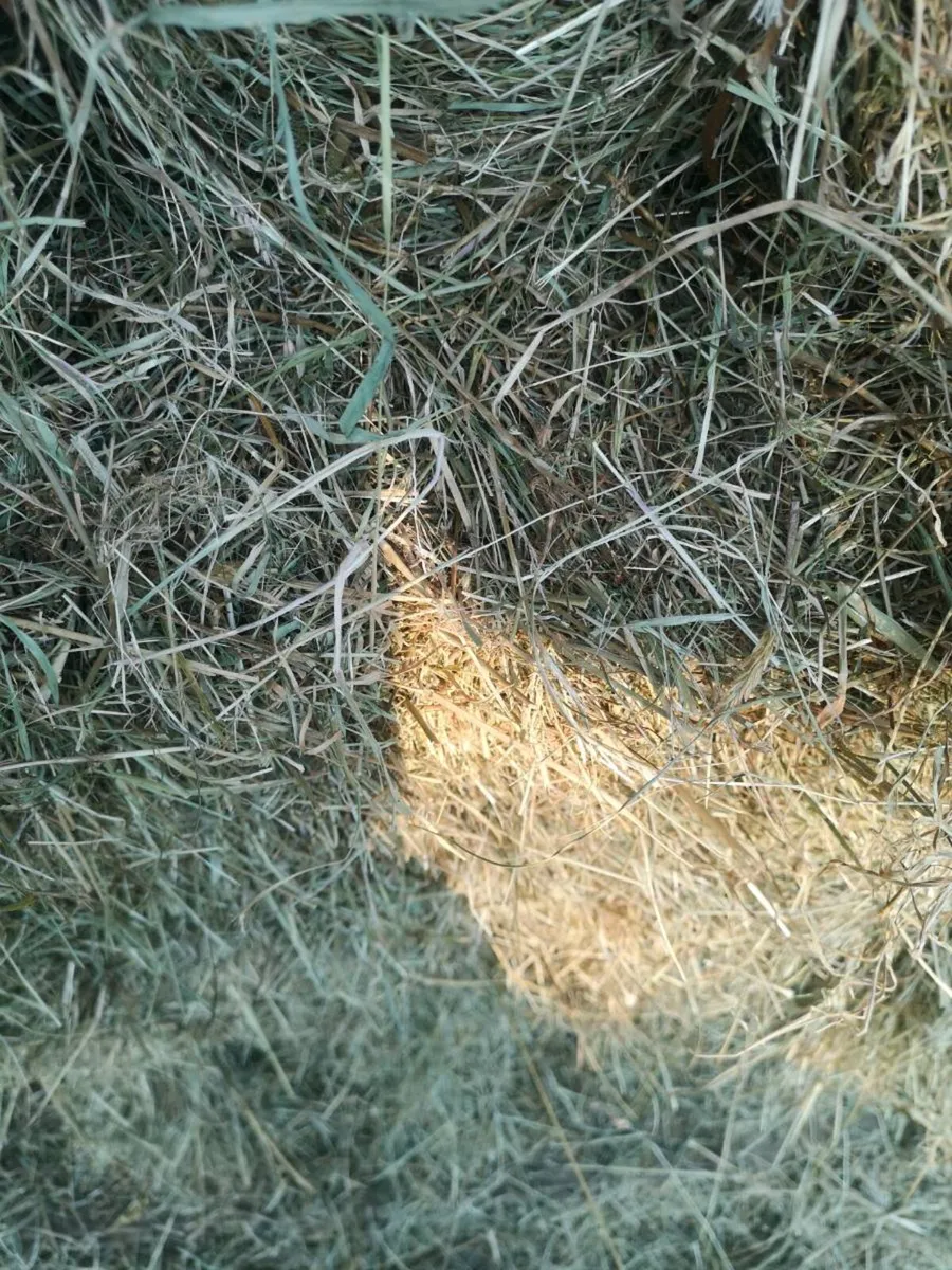 Small square bales of hay - Image 1