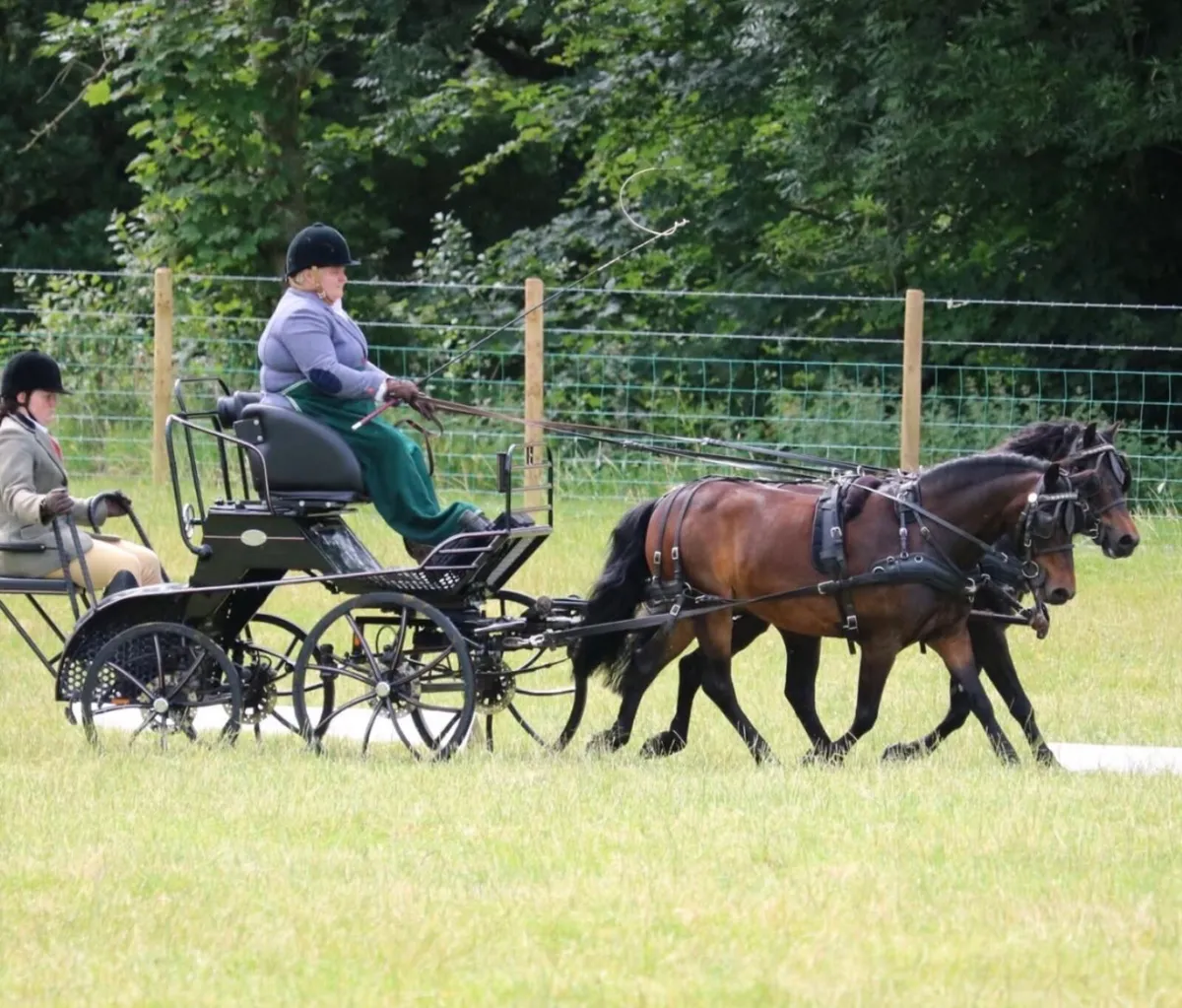 Pony pairs carriage - Image 1