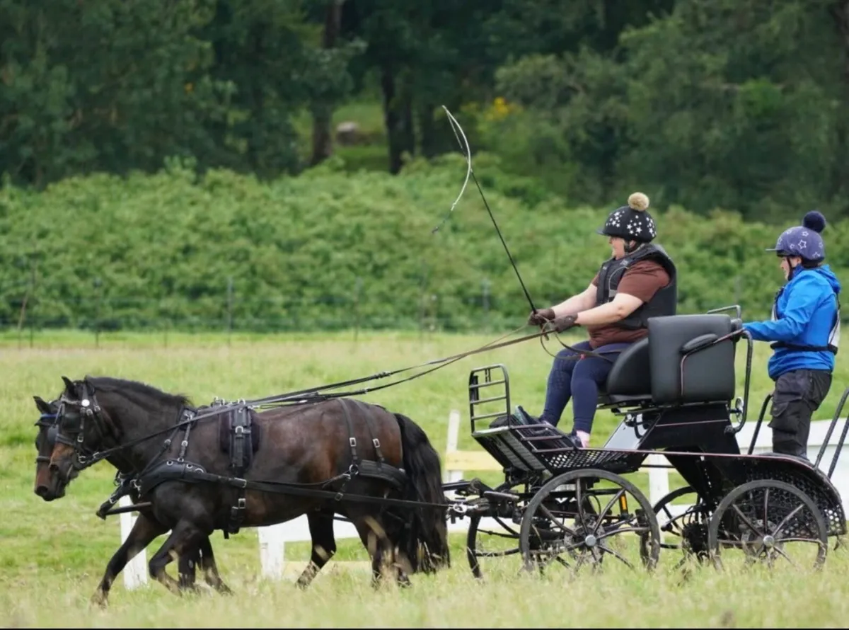 Pony pairs carriage - Image 4